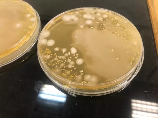 Ученые выделили из кишечника фазанов перспективные бактерии для создания пробиотиков 1 ad92fb9d9945e0ec6dfd1e88059121e4.jpg