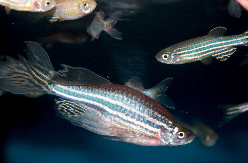 Эти рыбы зевают — и&hellip;