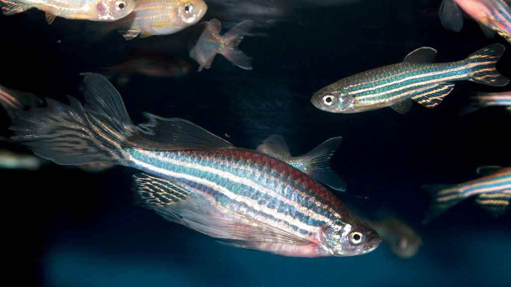 Эти рыбы зевают — и это заразительно 7 af786c5cf9d5aa28867cb74a9c8e70f2.jpg