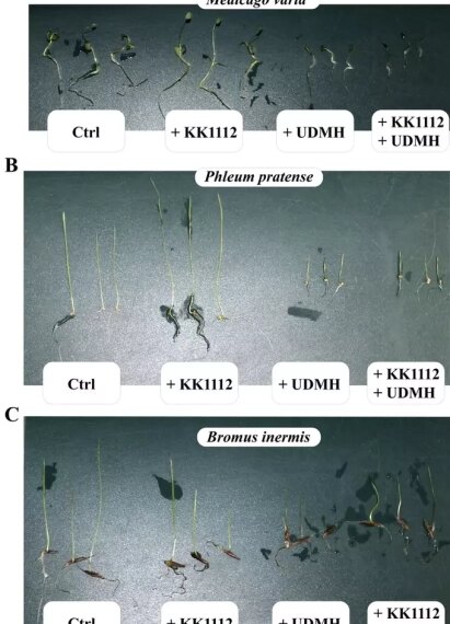 Биологический тандем: бактерии и растения&hellip;