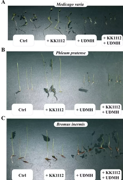 Биологический тандем: бактерии и растения помогут обезвредить токсичное ракетное топливо в почве 2 b0aa97d7030cc8602f87b06bd8722d2a.jpg