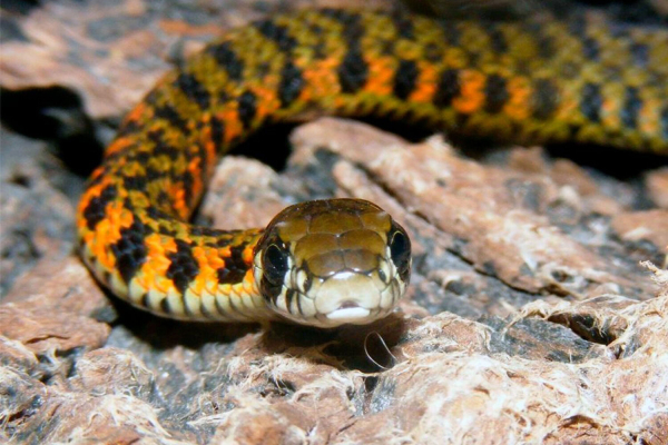 Гадюки, гюрза, щитомордник и тигровый уж: 5 самых опасных змей России Гадюки, гюрза, щитомордник и тигровый уж: 5 самых опасных змей России