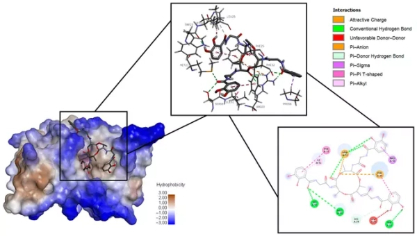 Связывание бациллибактина с ферментом дигидрофолатредуктазой Связывание бациллибактина с ферментом дигидрофолатредуктазой