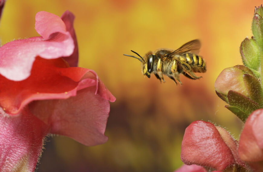 Опылители посылают приятные вибрации, и&hellip;