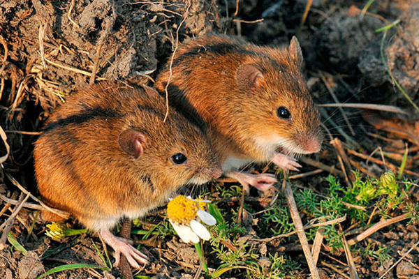 Любовницы птиц и вросшие в&nbsp;тело самцы: существует ли верность в&nbsp;животном мире?