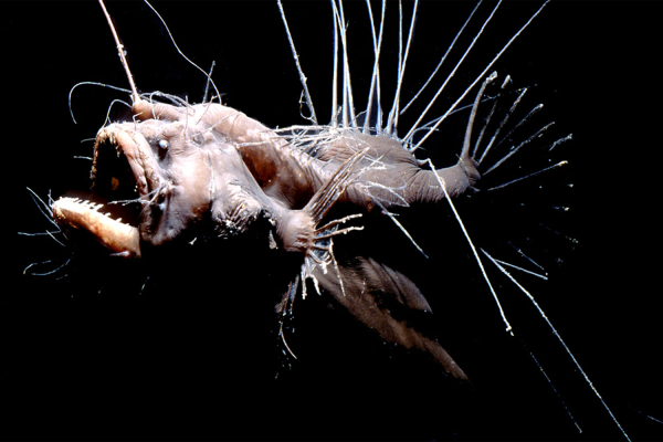 Любовницы птиц и вросшие в&nbsp;тело самцы: существует ли верность в&nbsp;животном мире?