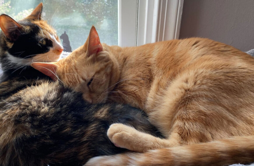 Рыжие кошки получают свой рыжий&hellip;