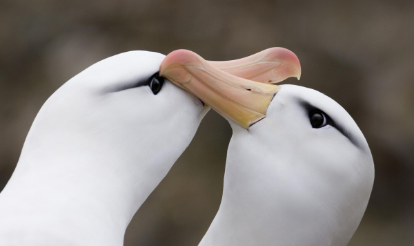 Любовницы птиц и вросшие в&nbsp;тело самцы: существует ли верность в&nbsp;животном мире?