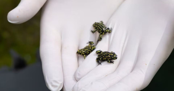 Австралийцы выпустили в природу более 500 вымирающих жаб. Выращенные в неволе северные яркие ложные жабы пополнят дикую популяцию 7 e61e85c0926d3dfca92e6195709033eb.jpg