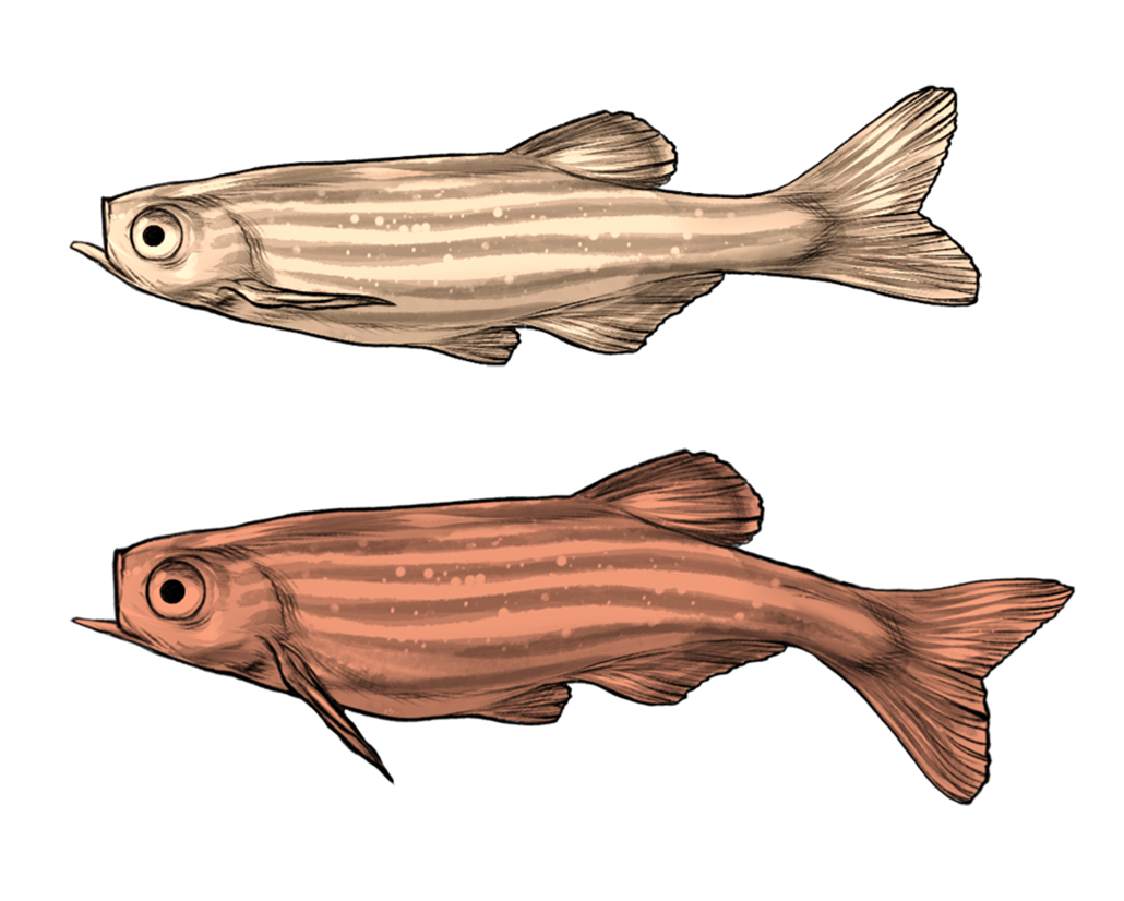 Эти рыбы зевают — и это заразительно 2 рисунок двух рыбок данио-рерио, одна из которых открывает рот, чтобы вдохнуть, а другая