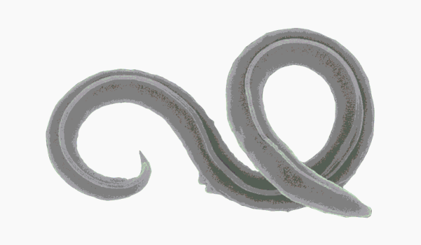 N + 10 нефантастических тварей. От жужжал до скелетов панд 29 061503721a4f5857b40220a2d7a7c6ff