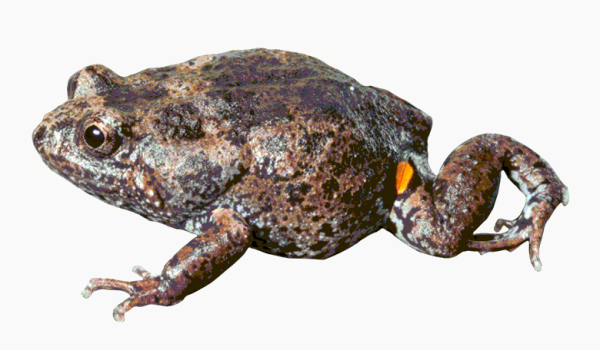 N + 10 нефантастических тварей. От жужжал до скелетов панд 7 191d1aab7a9d1ac6705031a4ffa4324e