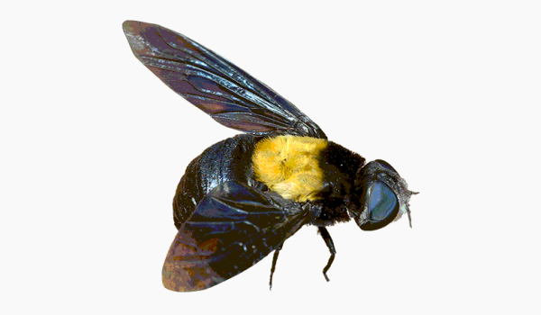 N + 10 нефантастических тварей. От жужжал до скелетов панд 5 37d6d823e484a38a66291dbf563696c8