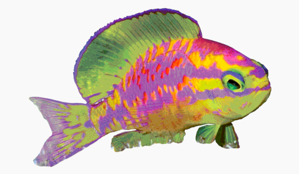 N + 10 нефантастических тварей. От жужжал до скелетов панд 13 476f2aa18904500fd5259f81c34c1f02