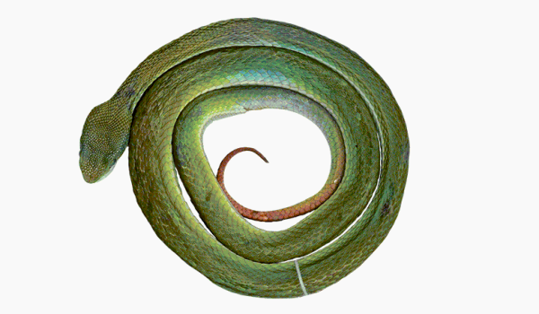 N + 10 нефантастических тварей. От жужжал до скелетов панд 19 8d8d8ca2053b403d4fb9e72545f08f2a