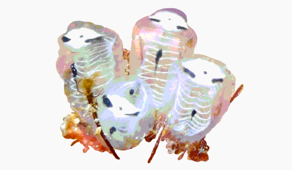 N + 10 нефантастических тварей. От жужжал до скелетов панд 31 a11a8750eb838c4b49be637f5ff78032