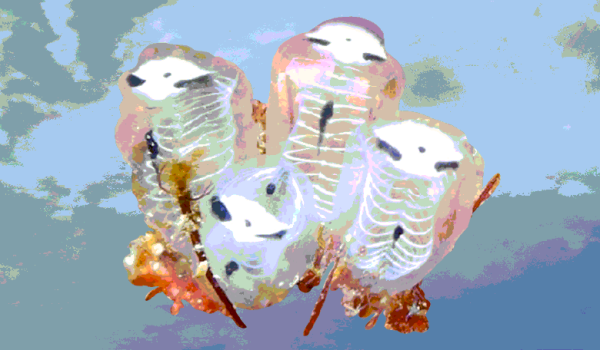 bc2ee5e70103d94ad71ab0aa1bcd3d75