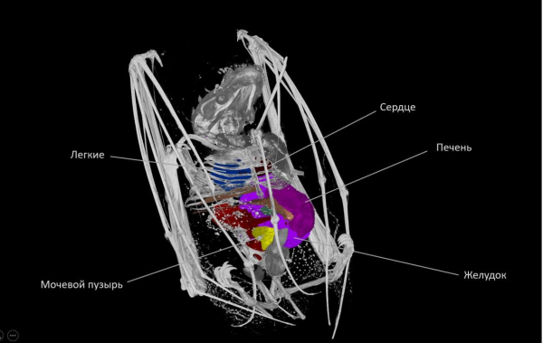 МикроКТ внутренних органов летучей мыши МикроКТ внутренних органов летучей мыши