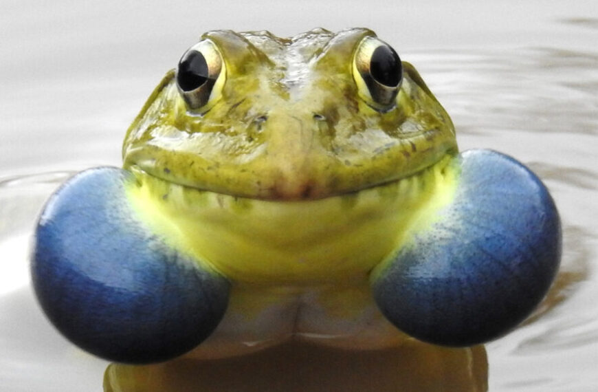 У лягушек развилось большое разнообразие&hellip;