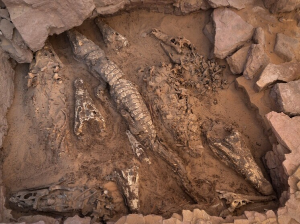 Генетическое тестирование намекнуло на происхождение загадочных “инопланетных” мумий 1 geneticheskoe-testirovanie-nameknulo-na-proishozhdenie-zagadochnyh-inoplanetnyh-mumij-40f42c3.jpg