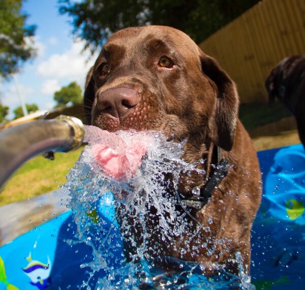 Что такое жажда?