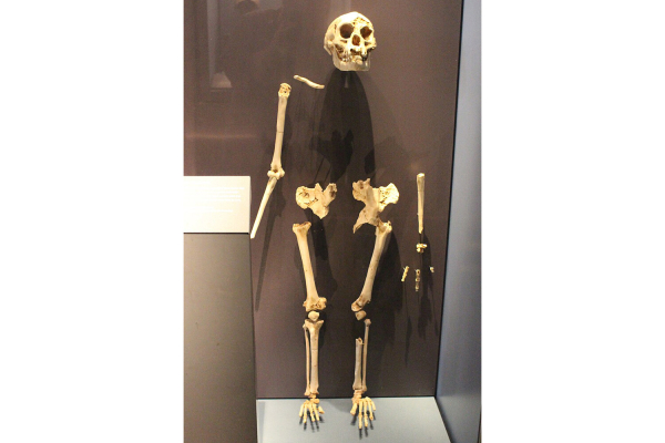 Хоббиты, похищающие детей. Что за&nbsp;карликовый народ жил в&nbsp;доисторические времена на&nbsp;Флоресе?