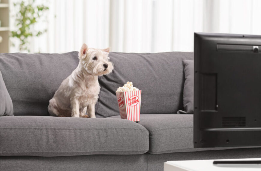 То, что собаки видят по&hellip;