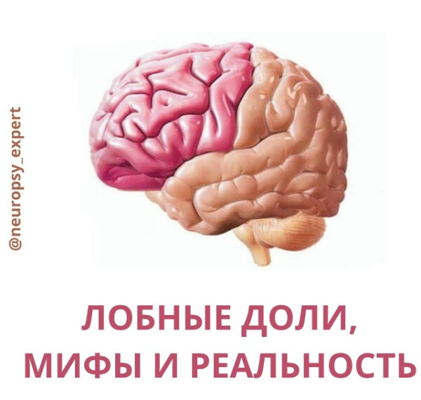 ЛОБНЫЕ ДОЛИ, МИФЫ И РЕАЛЬНОСТЬ