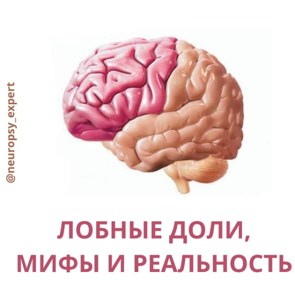 ЛОБНЫЕ ДОЛИ, МИФЫ И РЕАЛЬНОСТЬ 2 1f88530d330eb870a0a664146b30cbbe.jpg