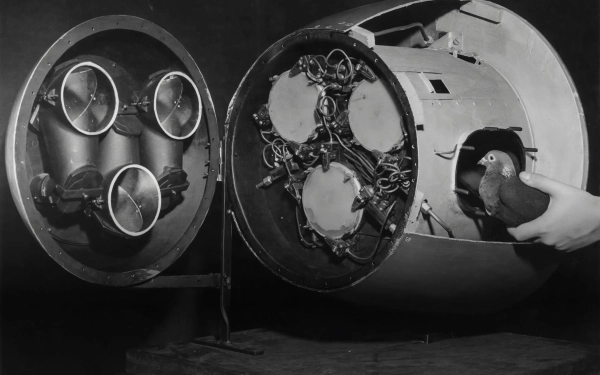 Почему мы должны благодарить голубей&hellip;