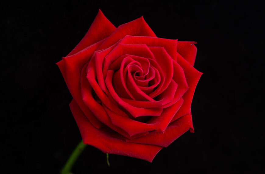 Физика объясняет, как лепестки роз&hellip;