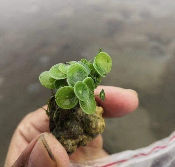 Acetabularia crenulata