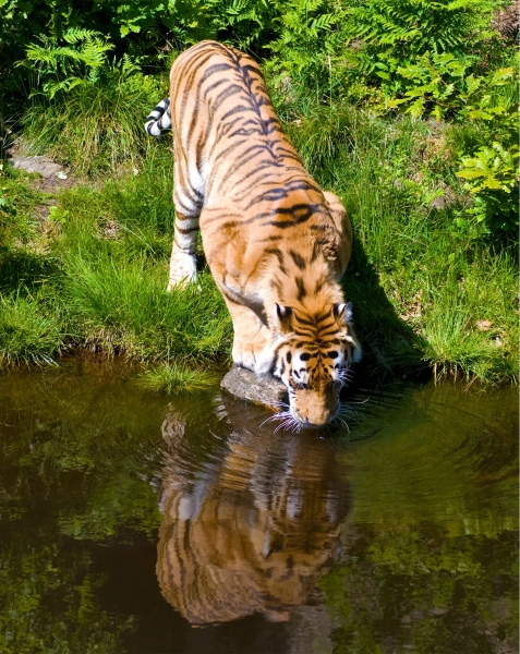Что такое жажда? 3 Тигровая вода и трава