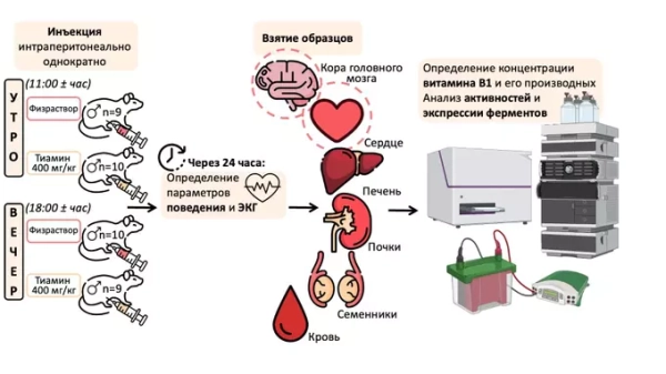 Суточные ритмы повлияли на эффективность усвоения витамина B1 в организме крыс 5 2e1c471bbc3ec96ad4eddbe4c370f856.jpg