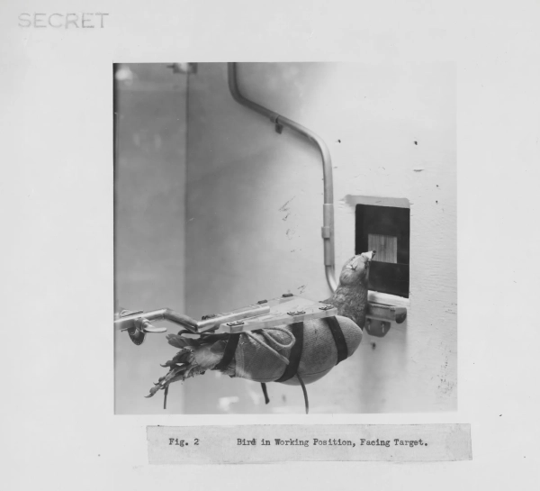 Голубь, привязанный к устройству, которое заставляет его смотреть в крошечное окно. Фотография подписана как «СЕКРЕТНО» и «Рис. 2. Птица в рабочей позе, лицом к цели».