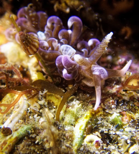 Впервые в водах Великобритании замечен морской слизень инопланетного вида 2 3476dd2a4d46dcf6b171b923b913155f.jpg