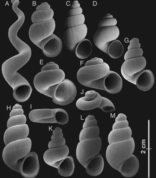 Ученые описали новое подсемейство пещерных улиток