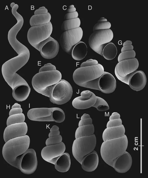 Ученые описали новое подсемейство пещерных улиток 10 40dbe1d4b017d9fb9fe5d6d7353bc092.jpg