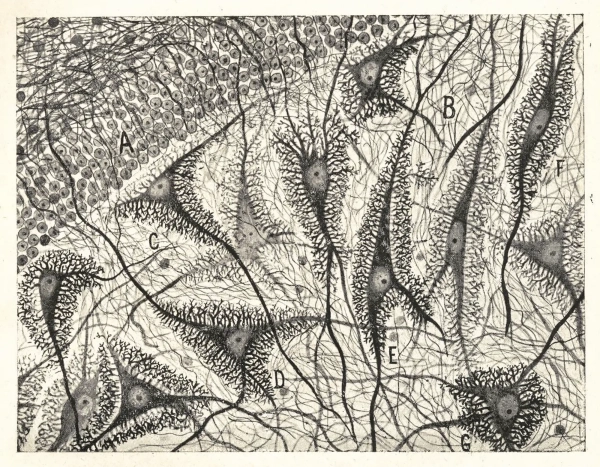 Как мозг уравновешивает возбуждение и торможение 2 41dc5a8b3f2033aa013c316b4e4d79d1