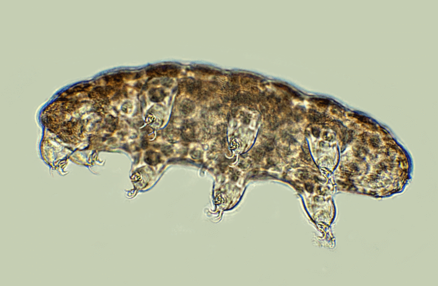 Давайте узнаем больше о тихоходках