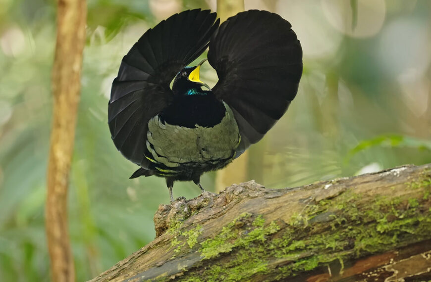 Райские птицы обладают недавно обнаруженным&hellip;