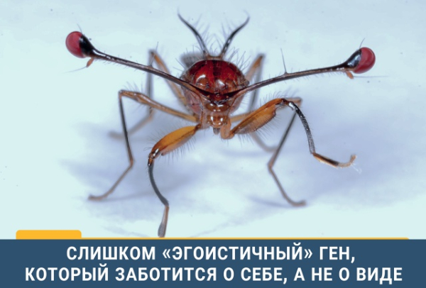 В мире генетики есть явление,&hellip;