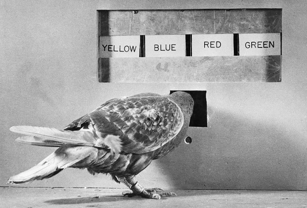Голубь стоит, повернув голову к маленькому окошку. На стене выгравированы надписи: «Жёлтый», «Синий», «Красный» и «Зелёный».