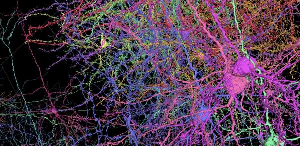 Как мозг уравновешивает возбуждение и торможение 3 6fd6d4f8b65909c9805461ad9e9058fc