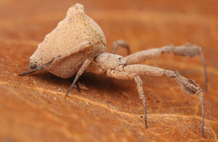 Вот паук, у которого рвота&hellip;