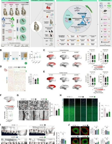 Генно-модифицированные клетки омолодили макак