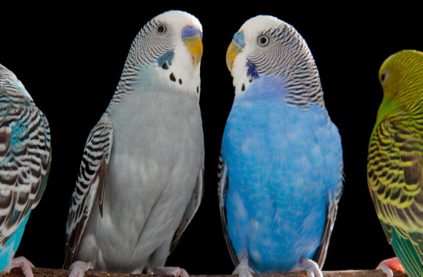 Попугайчики разговаривают, используя участки мозга,&hellip;