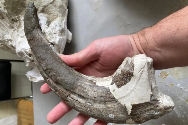 Коготь большого пальца динозавра