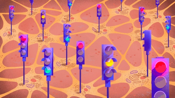 Как мозг уравновешивает возбуждение и торможение