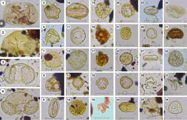 Древняя пыльца из нор грызунов&hellip;